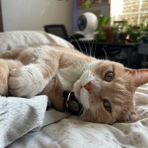 Meet your Posher, Peyton